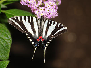 Giant swallowtail butterfly #2