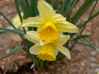 Daffodill #2