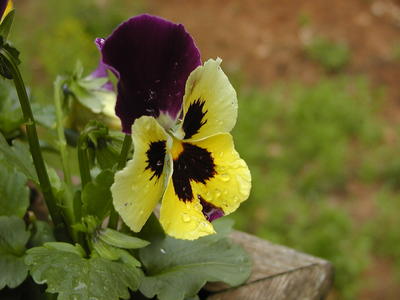 Pansy after the rain