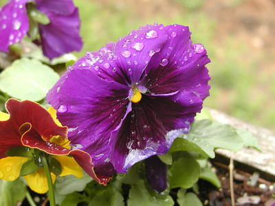 Pansy after the rain #2