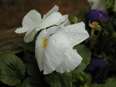 Pansy after the rain #3
