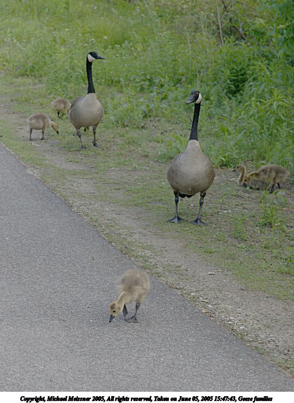 Geese families