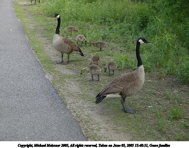 Geese families #3