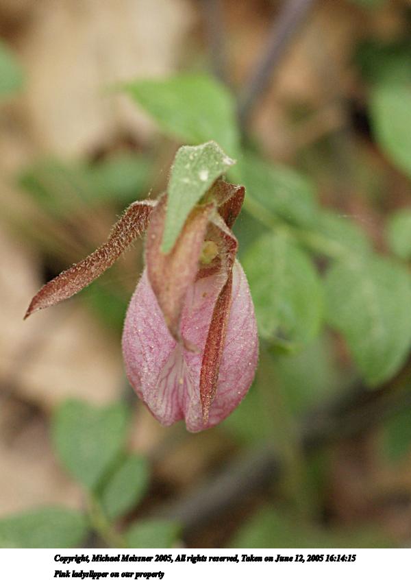 Pink ladyslipper on our property