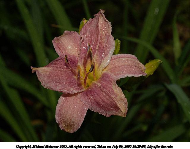 Lily after the rain #2