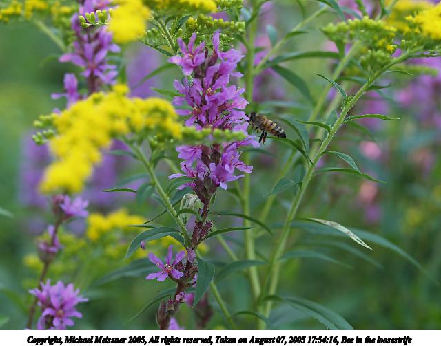 Bee in the loosestrife #3