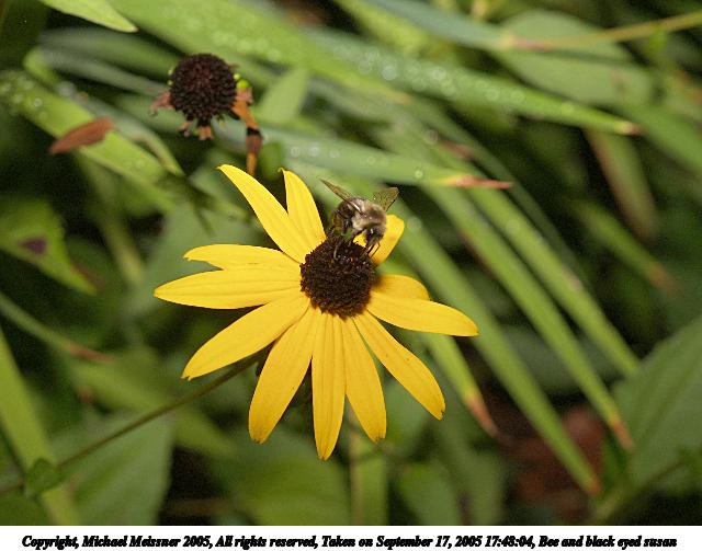 Bee and black eyed susan #2