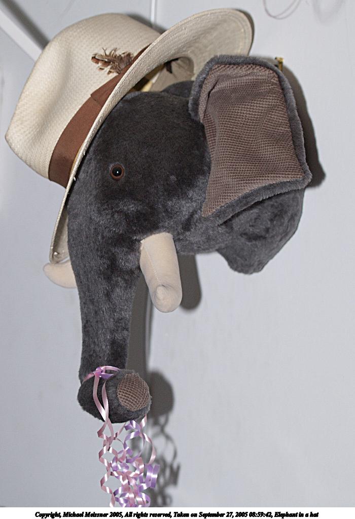Elephant in a hat
