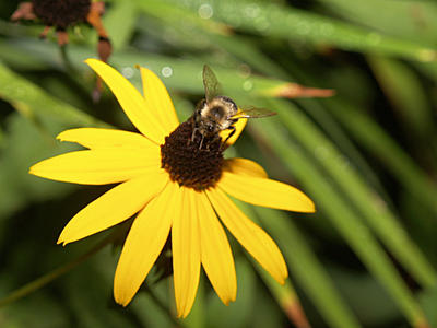 Bee and black eyed susan #3