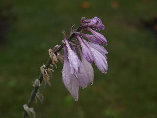 Flower in the rain