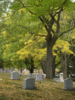 Graves amongst the trees