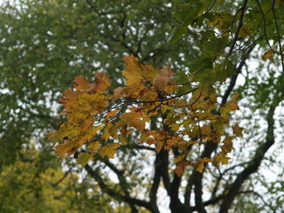 Fall leaves #3