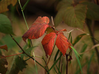 Red leaves #4