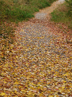 Fall pathway