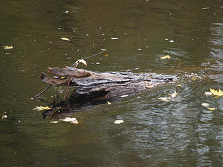 Floating log