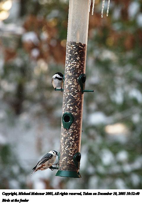 Birds at the feeder #3
