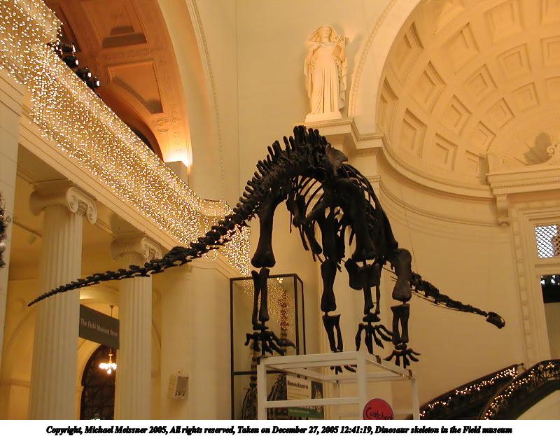 Dinosaur skeleton in the Field museum