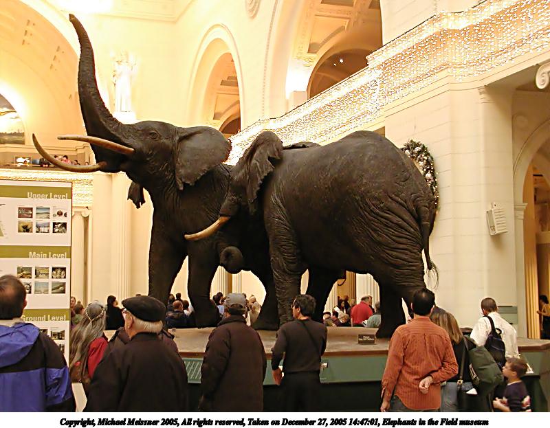 Elephants in the Field museum #2