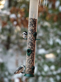 Birds at the feeder #3