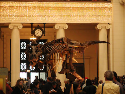 Dinosaur (Sue) in the Field museum
