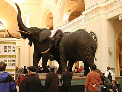 Elephants in the Field museum #2
