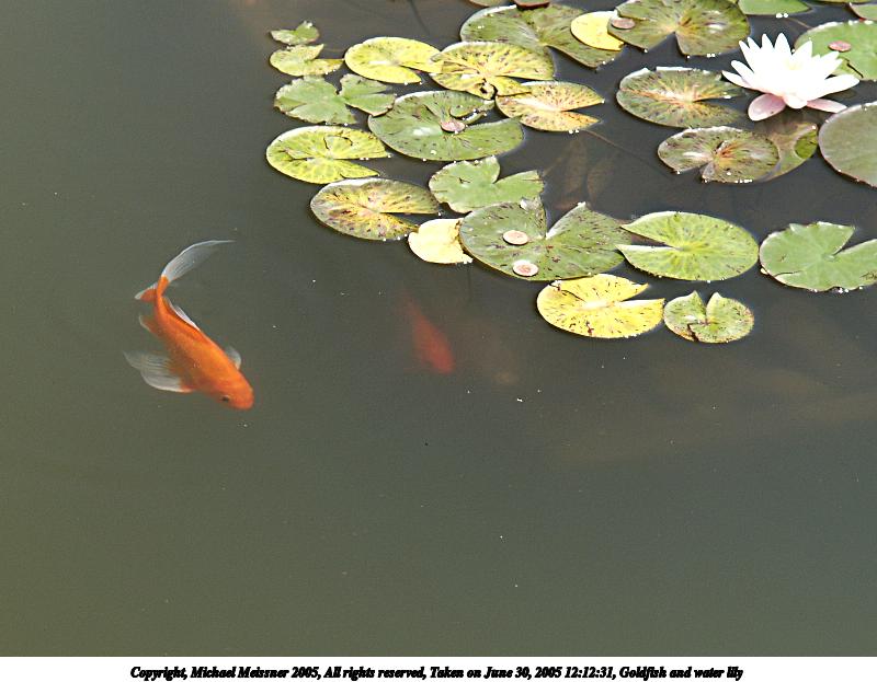 Goldfish and water lily