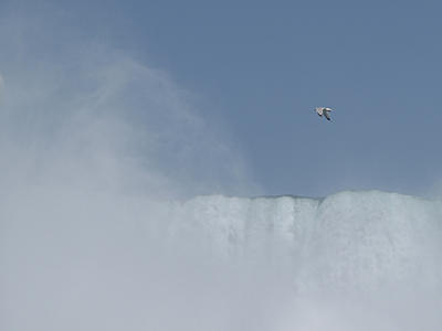 Seagull over Niagara Falls