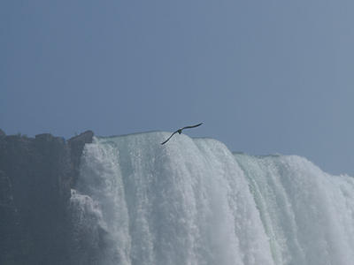 Seagull over Niagara Falls #2