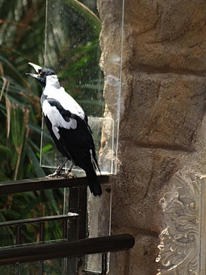Austrailian Singing Crow