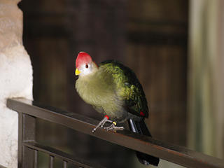 Red crested Turaco