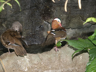 Ringed Teal and Mandarin Duck