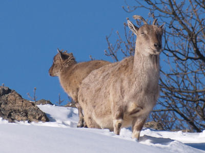 Is it a push-mi-pull-yu?  Or just two markhor?