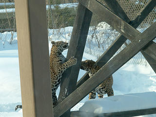 Jaguar cubs