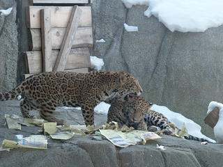 Jaguar cubs #2