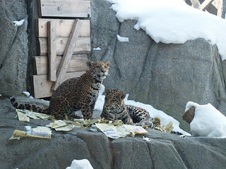 Jaguar cubs #3