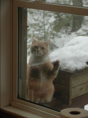 Let me in, pleeeeese!