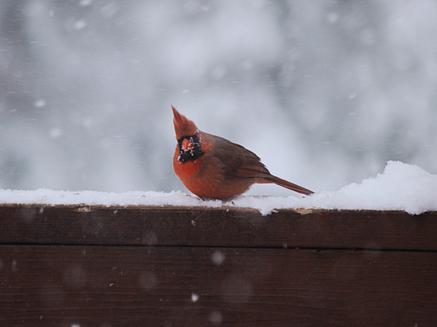 Cardinal in the snow #2