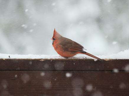 Cardinal in the snow #3