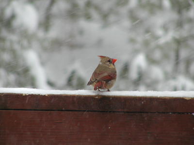 Cardinal in the snow #4