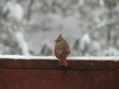 Cardinal in the snow #5