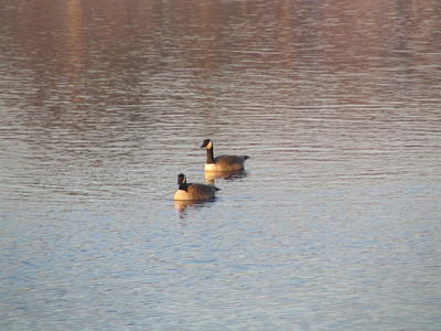 Canadian geese #2