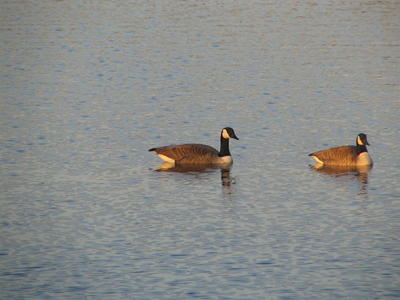 Canadian geese #3