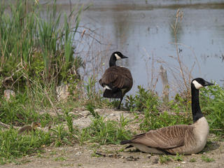 The goose family #2