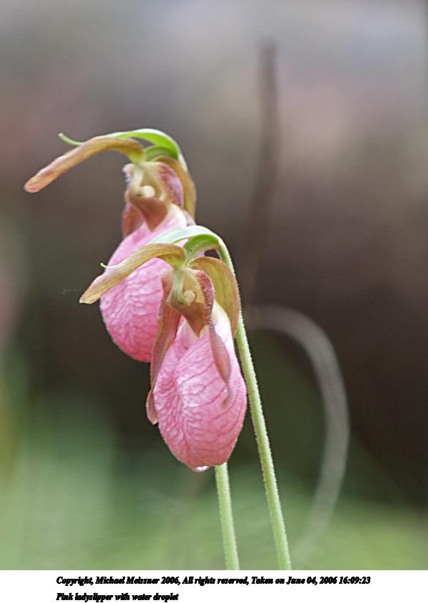 Pink ladyslipper with water droplet #2