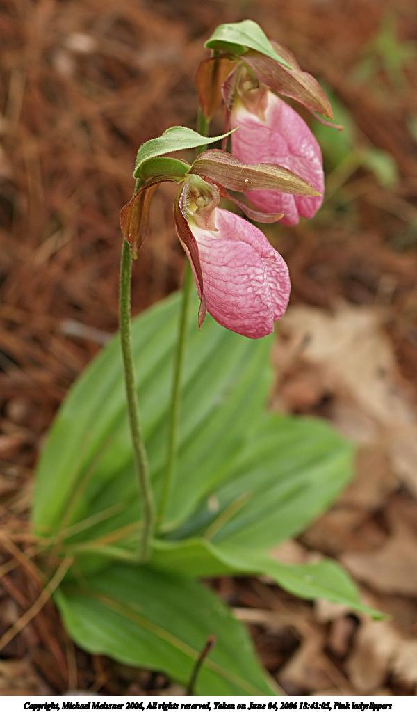Pink ladyslippers #3