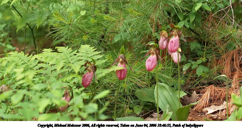 Patch of ladyslippers