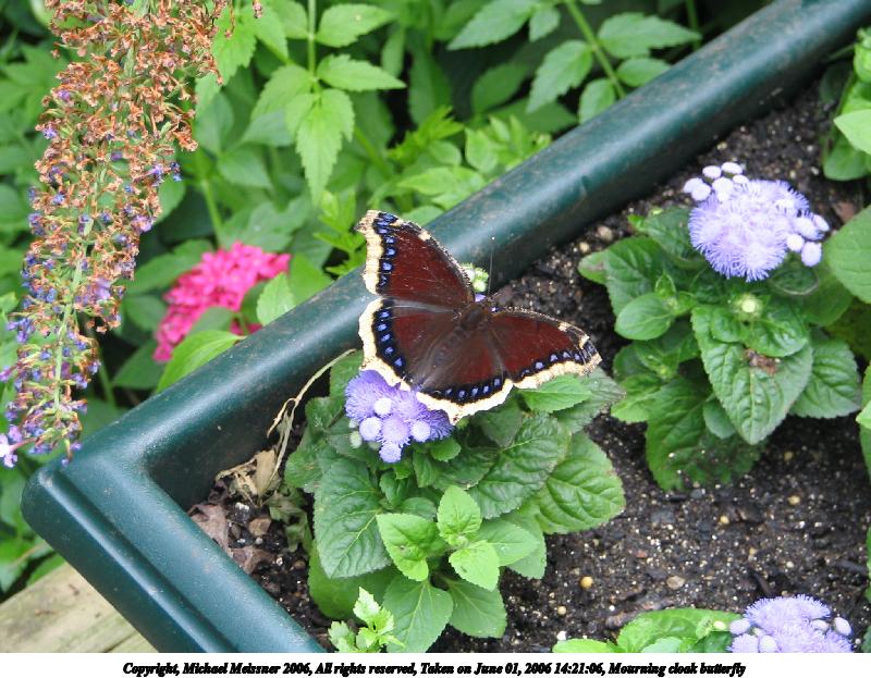 Mourning cloak butterfly #3