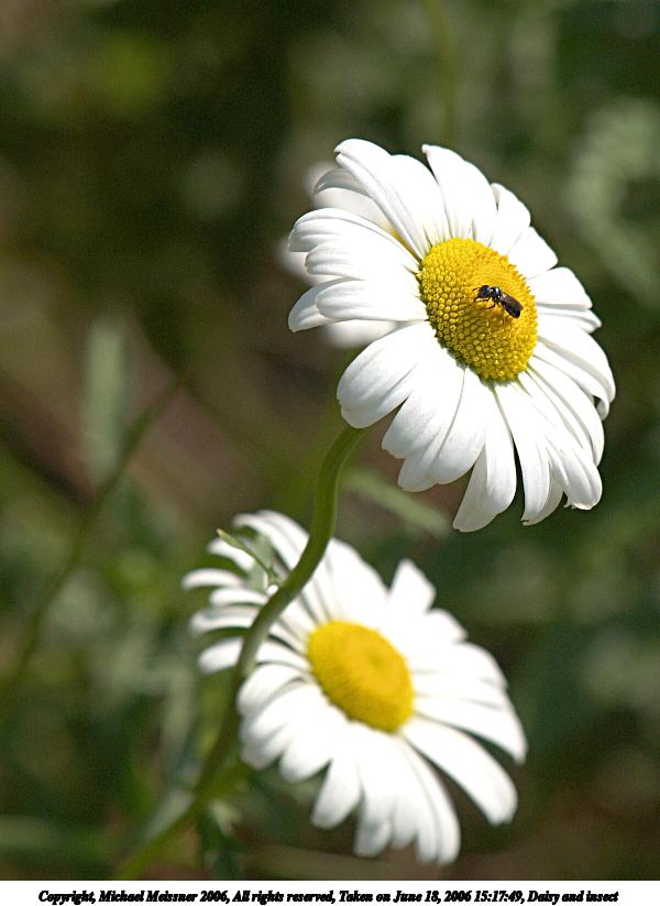 Daisy and insect