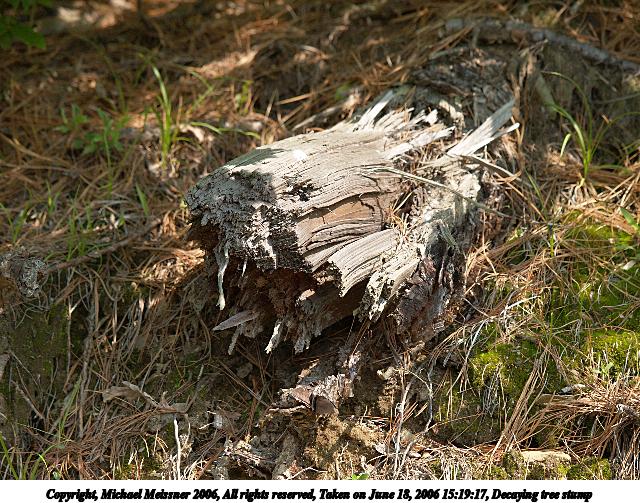 Decaying tree stump