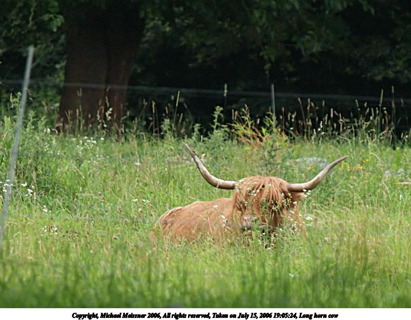 Long horn cow #2